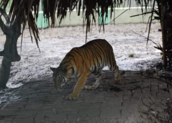 সুন্দরবনে রয়্যাল বেঙ্গল টাইগারের রহস্যমৃত্যু, ময়নাতদন্তের সিদ্ধান্ত বন দফতরের
