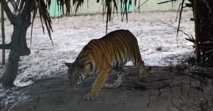 সুন্দরবনে রয়্যাল বেঙ্গল টাইগারের রহস্যমৃত্যু, ময়নাতদন্তের সিদ্ধান্ত বন দফতরের