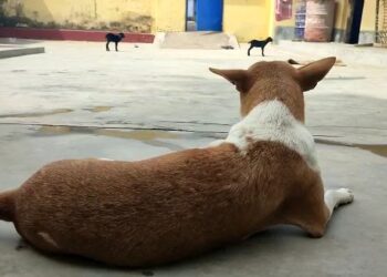 সারমেয় র দুগ্ধ পান করে বড় হচ্ছে মাতৃহারা দুই ছাগশাবক, ঘটনায় বিস্ময়